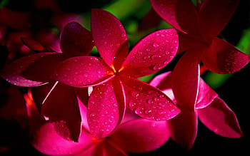 Frangipani , Tropical ambiance, Exquisite blooms, Botanical allure HD wallpaper