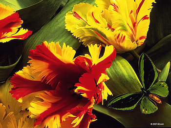 Fiery Floral, flowers, red, yellow, bright HD wallpaper