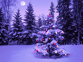 Holidays, Winter, Trees, New Year, Snow, Fir-Trees, Christmas, Xmas HD wallpaper