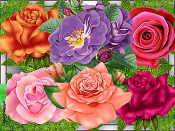 ROSE COLLAGE, ART, ROSE, COLLAGE, ABSTRACT HD wallpaper