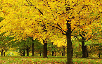Maple trees, Yellow tree, , Nature's beauty HD wallpaper