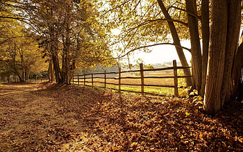 Autumn Landscape, trees, autumn, fence, field HD wallpaper