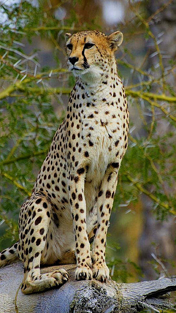 Cheetah, Jungle Animal HD phone wallpaper