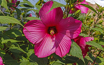 Hibiscus, pink, macro, flower HD wallpaper