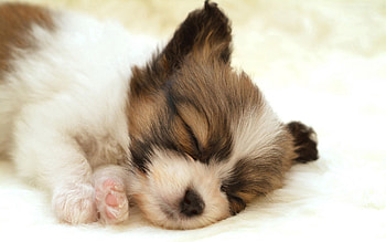 Animals, Muzzle, Spotty, Spotted, Puppy, Sleep, Dream HD wallpaper