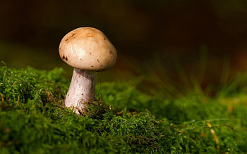 Grass, Macro, Mushroom, Moss HD wallpaper