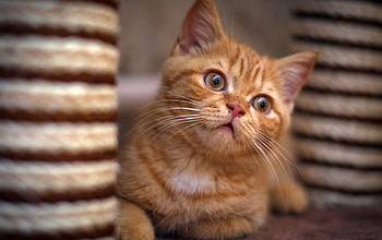 Cat, kitten, kitty, cats, cute, sleepy, sleeping, beauty, animals, hat, sweet, beautiful, paws, cat face, pretty, face, lovely HD wallpaper