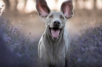 Weimaraner, animal, dog, puppy HD wallpaper