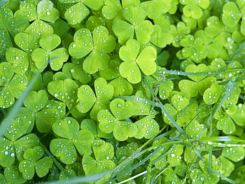 Plants, Shamrock HD wallpaper