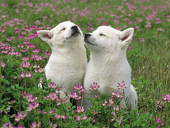 Animals, Dogs HD wallpaper