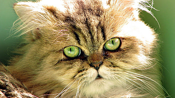Animals, Cat, Fluffy, Muzzle, Eyes HD wallpaper