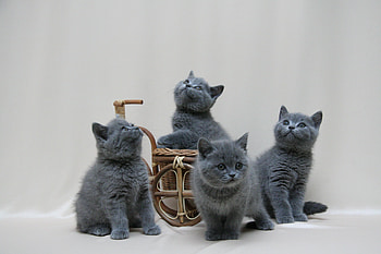 Animals, Color, Briton, Shoot, British Kittens, Miniature, ession HD wallpaper