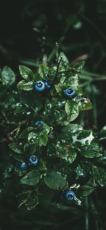 Food, Nature , Dark green aesthetic HD phone wallpaper