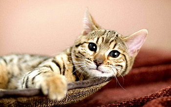 Animals, Cat, To Lie Down, Lie, Muzzle, Sight, Opinion, Satisfied, Content HD wallpaper