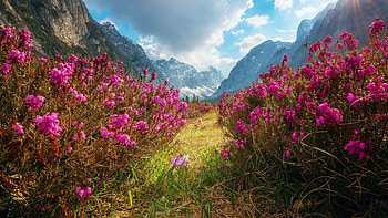 Krma Valley, Julian Alps, Slovenia, mountains, blossoms, wildflowers, clouds, landscape, sky HD wallpaper