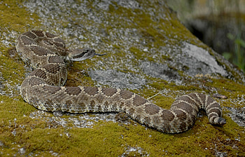 Southern Pacific rattlesnake, Rattlesnake HD wallpaper