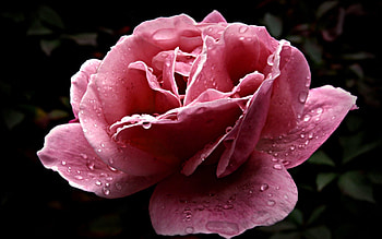 Flowers, Pink, Drops, Flower, Rose Flower, Rose, Close-Up, Loose, Dissolved HD wallpaper