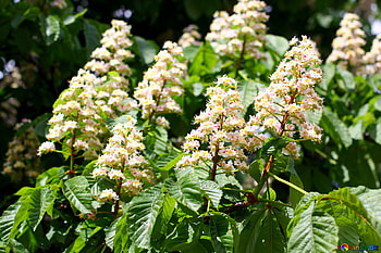 Chestnut tree, Horse chestnut flowers, Beautiful flowers, Rose flower HD wallpaper
