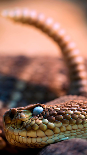 Snake, Rattlesnake HD phone wallpaper