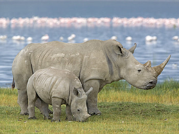 Animals, Young, Field, Family, Joey, Rhinoceros HD wallpaper