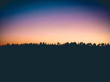 Nature, Trees, Sunset, Horizon HD wallpaper