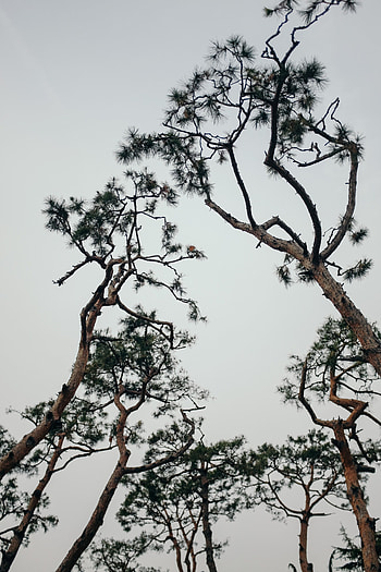 Plants, Nature, Trees, Sky, Coniferous, Branches HD phone wallpaper