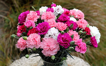 Carnations, bouquet, petals, blossoms, vase, flowers HD wallpaper