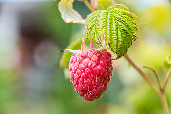Raspberry, Berries, Macro, Branch, Fruit HD wallpaper
