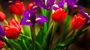 Your Roses, rose, flowers, roses HD wallpaper