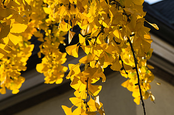 Ginkgo Biloba, November tree, Nature's spectacle, Seasonal charm HD wallpaper