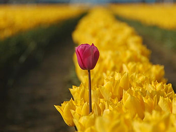 Beautiful Flower, in field, beautiful, , flower HD wallpaper