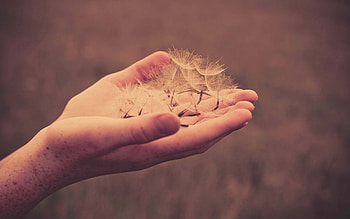 Palms, Miscellanea, Miscellaneous, Palm, Hands, Dandelion, Fluff, Fuzz HD wallpaper