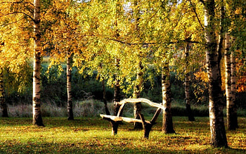 Birches and Bench, autumn, Latvia, bench, birches HD wallpaper