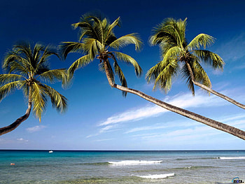 beach and three palm, blue, palm, landscape, beach, clouds, trees, nature, sky, water HD wallpaper