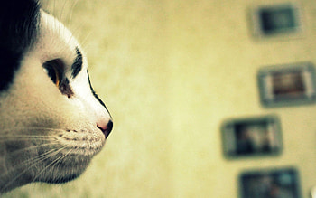 Animals, Cat, Muzzle, Spotted, Spotty, Profile HD wallpaper