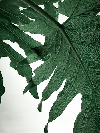 Leaves, Macro, Veins HD phone wallpaper