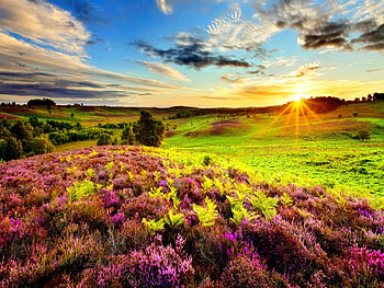 Summer meadow lit by the sun, rays, lit, colorful, sunlight, glow, nice, sunnu, bright, shine, sun, slope, dazzling, meadow, grass, sun rays, mountain, purple, pretty, field, green, clouds, nature, sky, lovely HD wallpaper