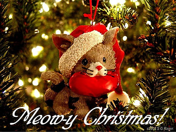 Merry christmas, holiday, christmas, december, cute, cat HD wallpaper