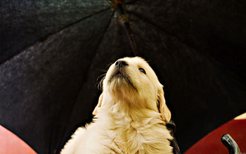 Animals, Muzzle, Blur, Smooth, Sight, Opinion, Puppy HD wallpaper