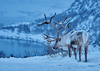 Reindeer , Beautiful , Graceful creature, Breathtaking HD wallpaper