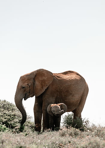 A mother and baby African elephant together in a tranquil grassland setting. HD phone wallpaper