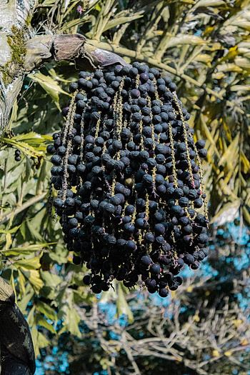 Child labor concerns, Ethical supply chains, Acai industry, Global compliance HD phone wallpaper