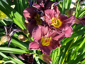Maroon Daylily, Flowers, Landscape, Daylilies, Summer HD wallpaper