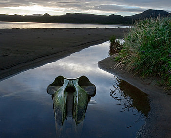 Sei Whale Skull, sei, sand, skull, nature, grass, water, chile HD wallpaper