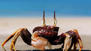 Collection of crab , Various styles, Diverse crab species, galore HD wallpaper
