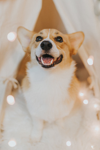 Animals, Dog, Pet, Sight, Opinion, Animal, Nice, Sweetheart HD phone wallpaper