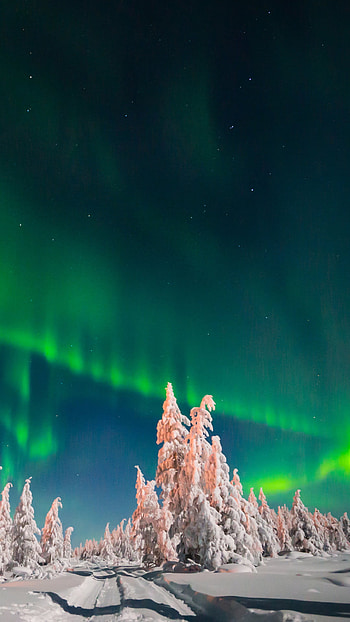 starry sky, tree, winter, snow, sky, light, night, nature, aurora borealis, winter night, night snow HD phone wallpaper