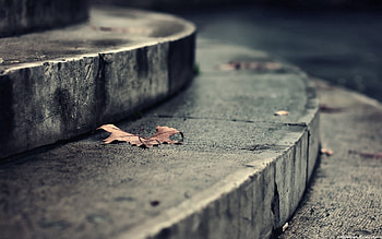 Autumn, Macro, Sheet, Leaf, Dry, Steps, Fallen HD wallpaper