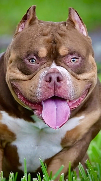American Bully, The Pocket Bullies, dog breeds HD phone wallpaper