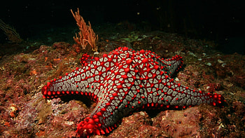 Red sea star fascination, Unique marine coloration, Biodiversity wonder, Underwater exploration HD wallpaper
